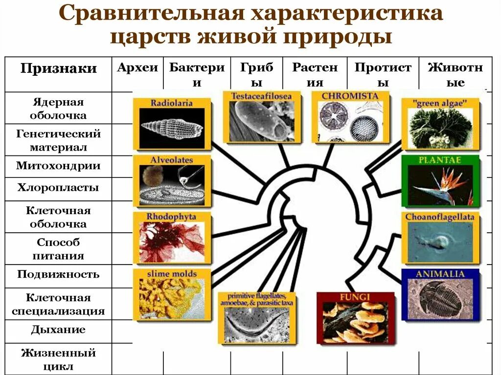 Различие царств. Сравнительная характеристика Царств живой природы. Характеристика Царств живой природы. Характеристика Царств живой природы таблица. Характеристика Царств живого.