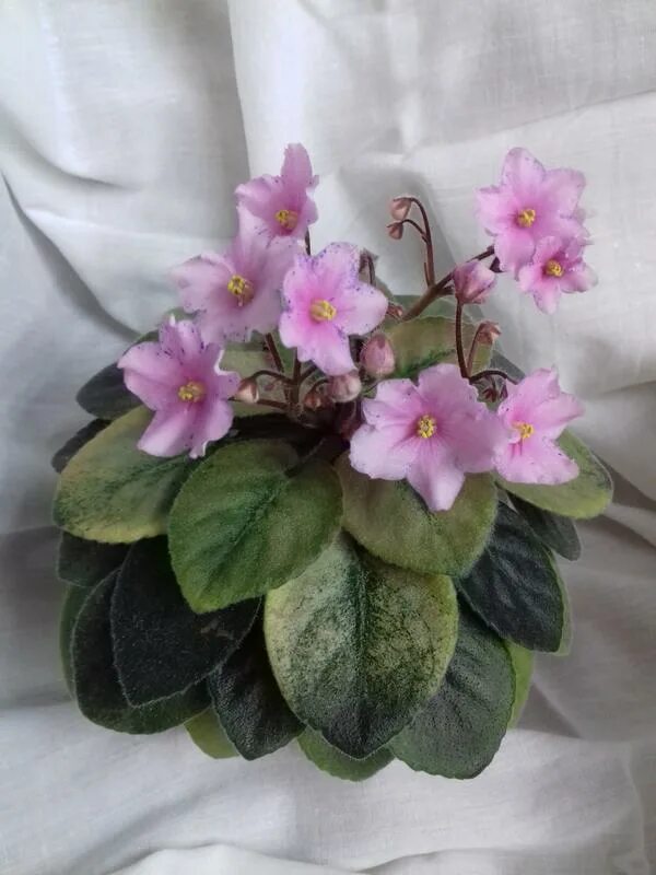 барышня макуни. фиалка яснолика. фиалка барышня макуни. н-маришка фиалка. фиалка ек алые маки.