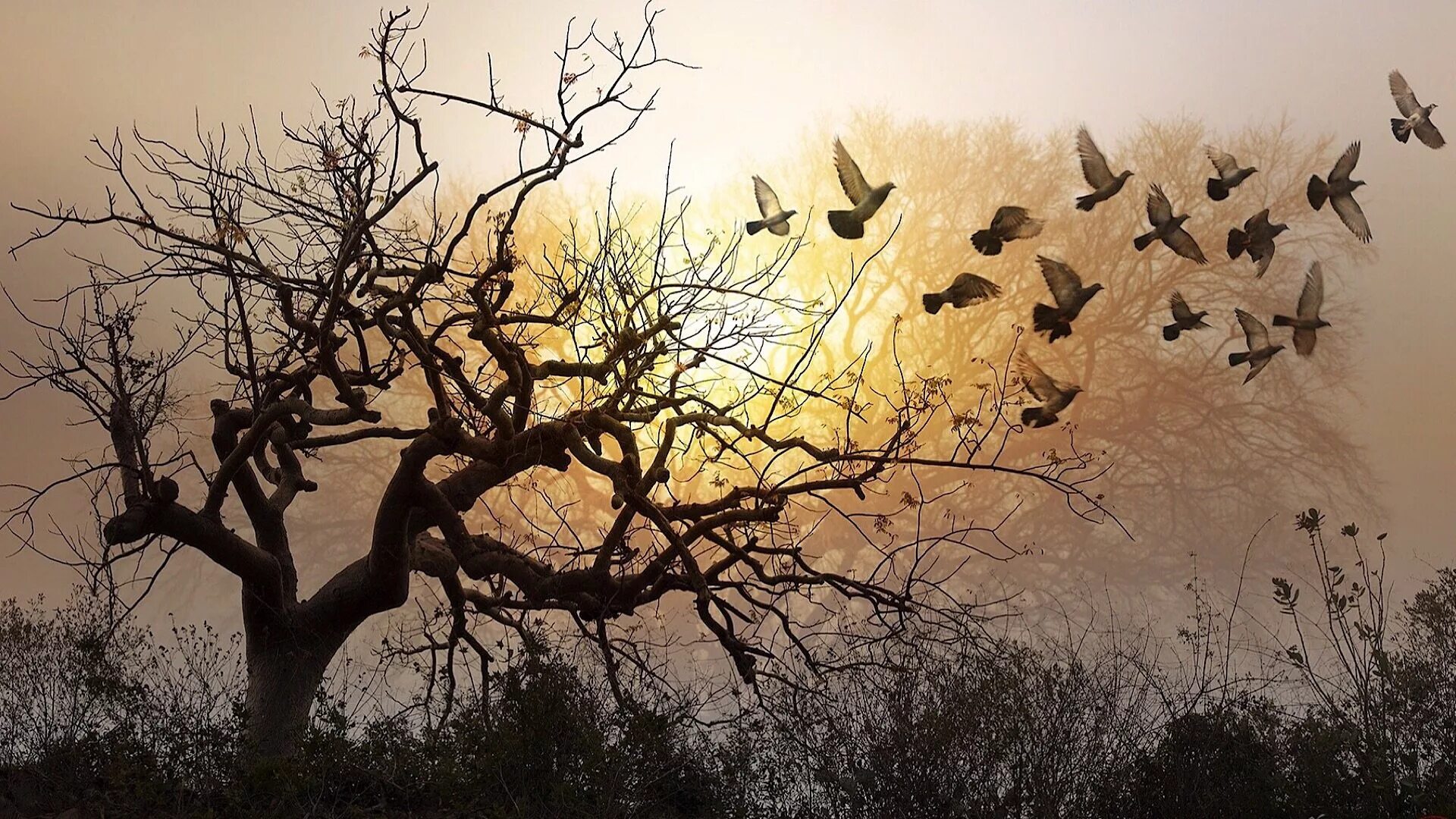 Дерево с улетающими птицами. Птица над деревом. Пейзаж сухое дерево. Стая птиц. Дерево и разлетающиеся птицы.