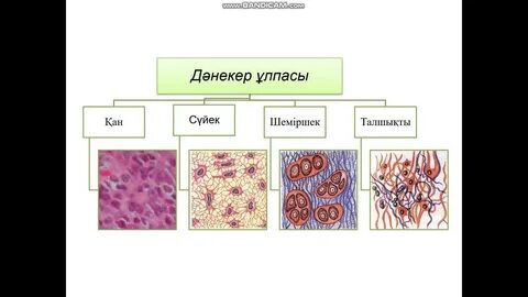 Нигина Амонкулова видео
