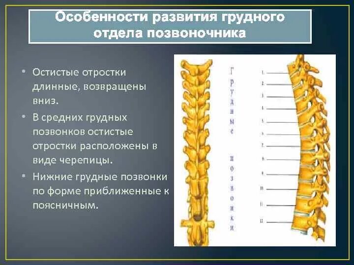 Грудной позвонок характеристика. Особенности строения грудных позвонков. Особенности строения грудного отдела позвоночника человека. Особенности строения позвонков грудного отдела. Остистые отростки в грудном отделе.