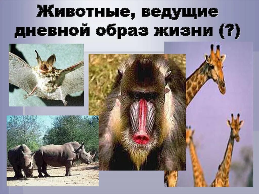 Образ жизни звери