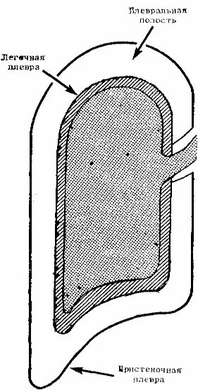 Плевральная полость. Пристеночная плевра. Синусы плевральной полости. Легочная и пристеночная плевра.