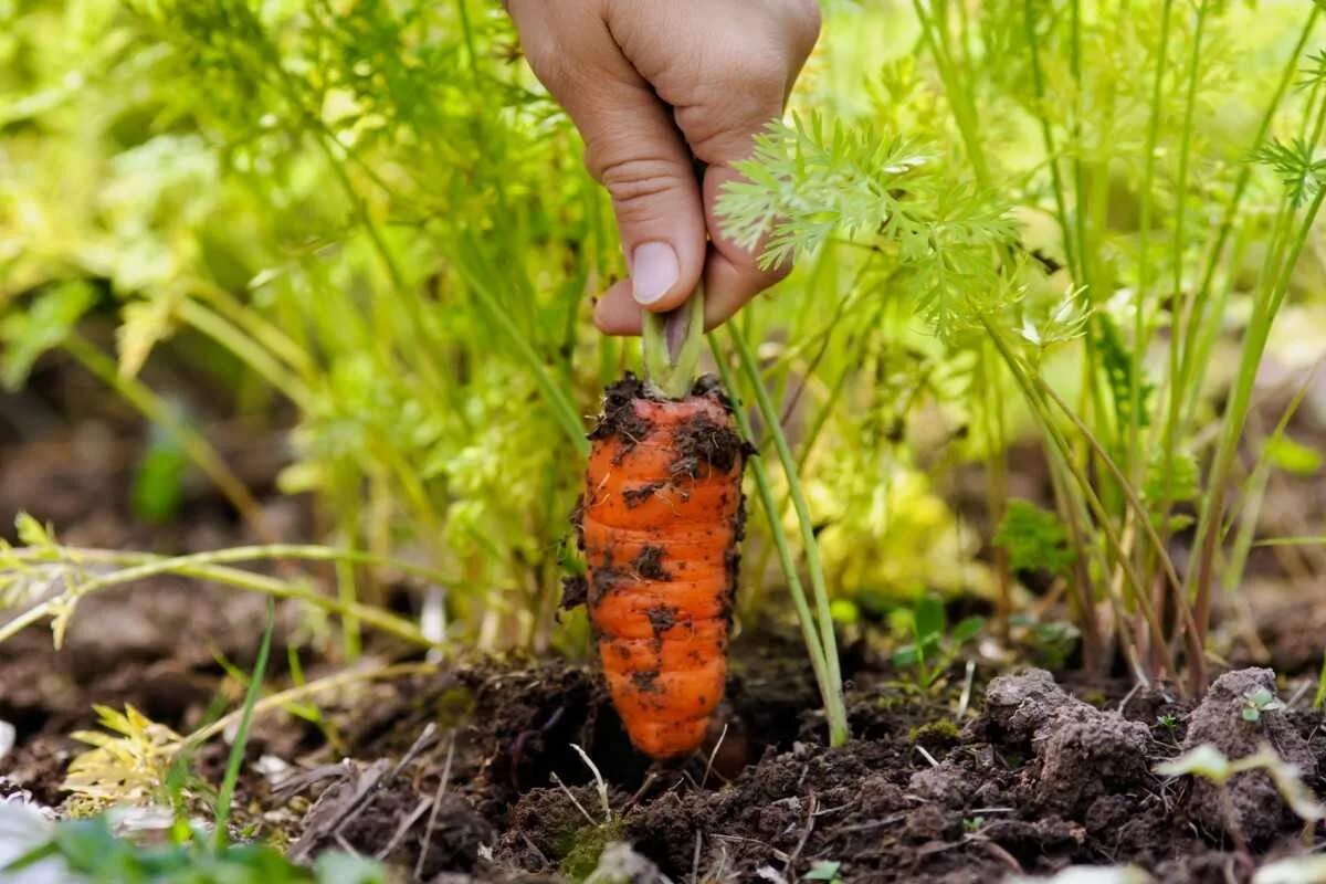 Как вырастить хорошую морковь в открытом грунте. Морковь. Морковь в огороде. Морковь в земле. Морковка на грядке.