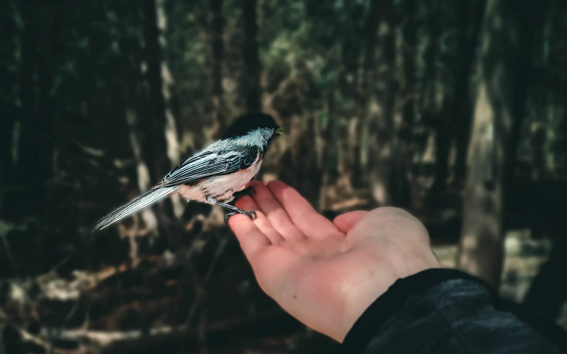 Птица на ладони. Птичка на руке. Птица на руке фото. Птица на руке зимой.