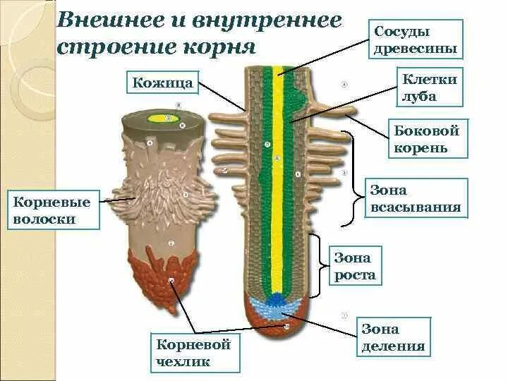 Строение корня ответ. Строение корня в зоне всасывания. Строение корня Луб древесина. Внутреннее строение корня. Внешнее строение корня.