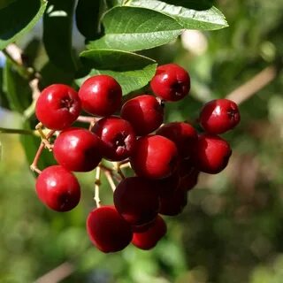 Рябина плодовая