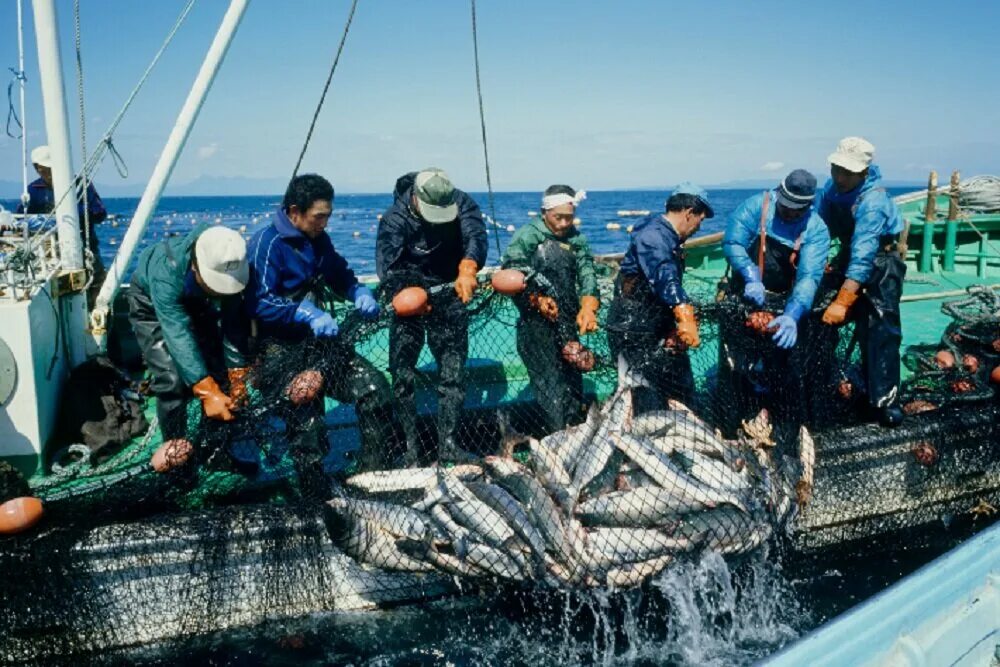 Добыча рыбы. Рыболовство в Японии. Япония рыбный промысел. Сельское хозяйство Японии рыболовство. Вести промысел