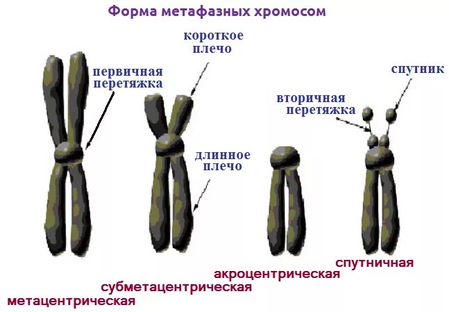 Хромосомы различных типов. Хромосомы разновидности строение. схема строения метафазной хромосомы и типы хромосом. метацентрический тип хромосом. морфологическое строение хромосом.