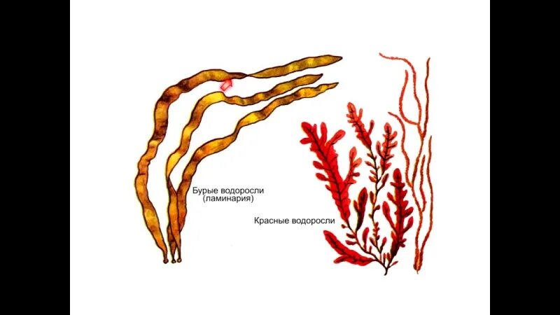 Схема красных и бурых водорослей. Строение водоросли ламинарии. Бурые водоросли фукус ботаника. Бурые водоросли ламинария ботаника. Ламинария сахарная строение.