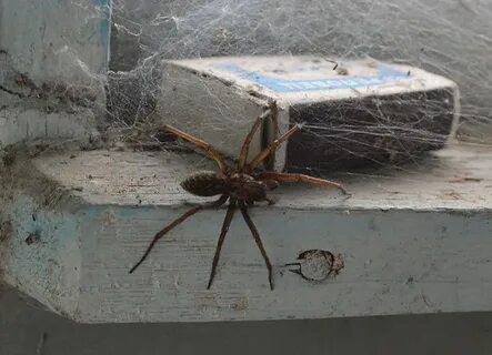 Spider mail