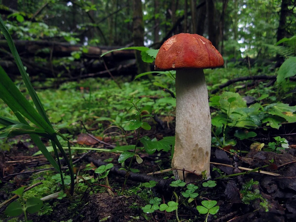 Подосиновик трубчатый гриб. Leccinum albostipitatum. Leccinum manzanitae. Подосиновик Болетовые. Подосиновик красный.