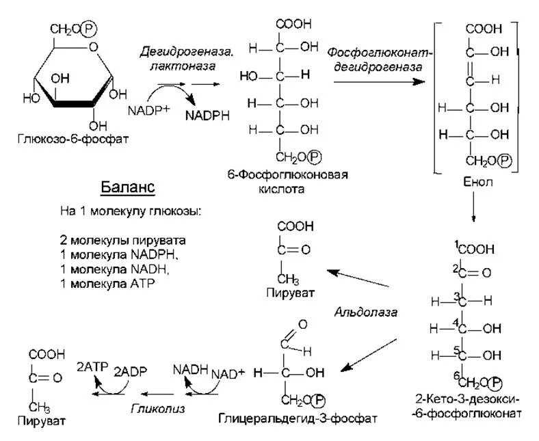 Pb(no3)2. Fepo4 цвет. Пути расщепления глюкозы у бактерий. Обмен кальция и магния. 2-кето-3-дезокси-6-фосфоглюконатный путь.