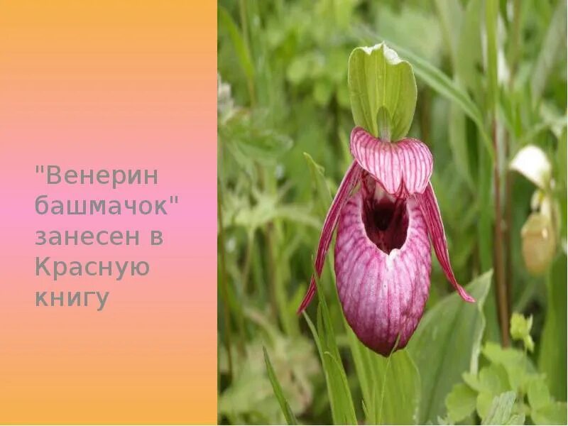 Башмачок занесен в красную книгу. Башмачок занесен в красную книгу