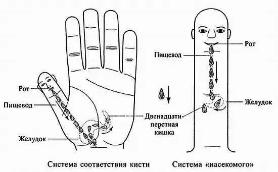 Точки желудка на руке. Точечный массаж су джок. Су-джок точки для жкт. Точки на кисти руки отвечающие за органы. Точки желудка на руке.