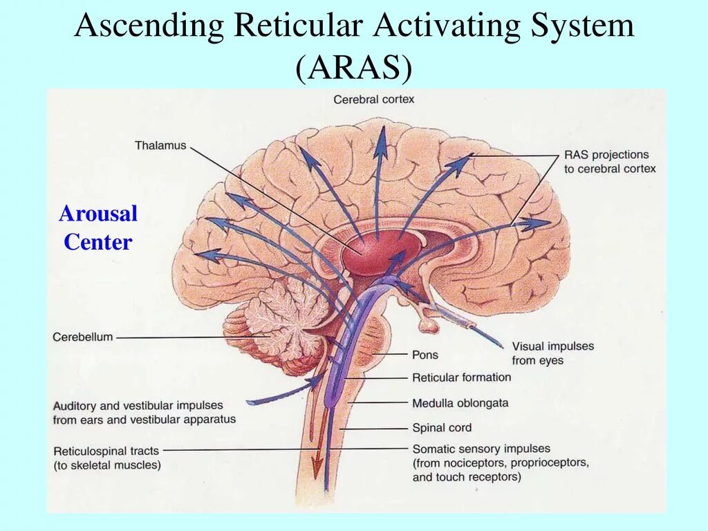 Activate system. Reticular activating System. Reticular. Reticular formation. Reticular activating System and Cortex.