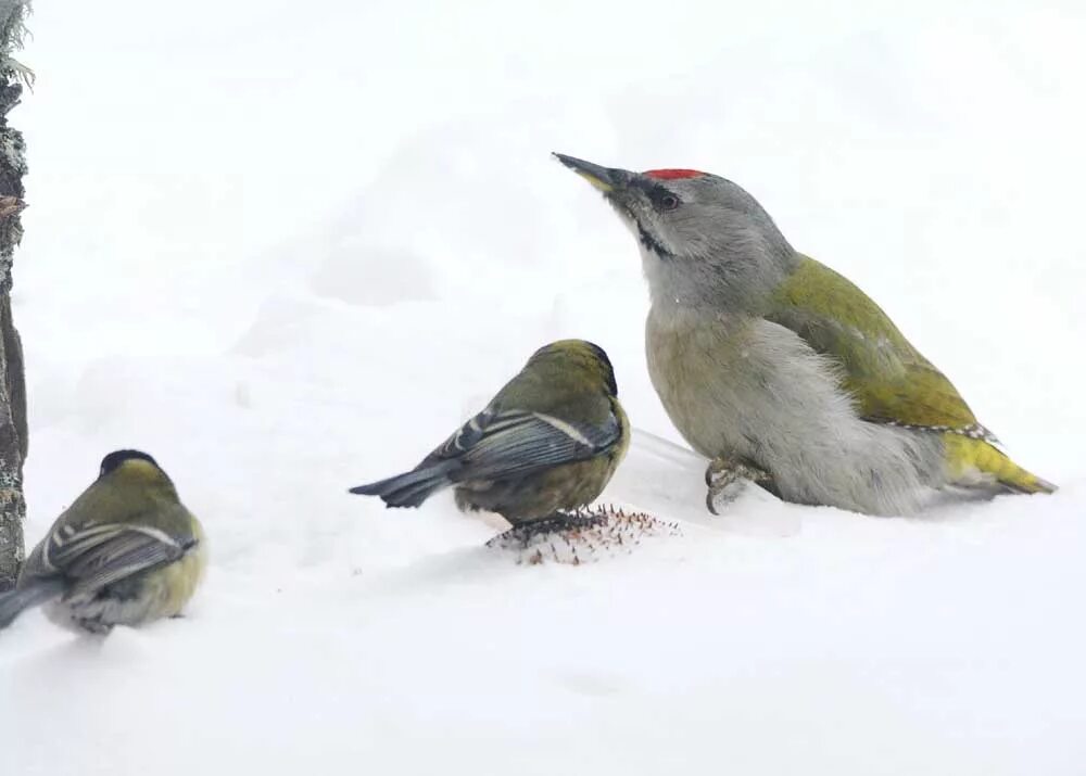 Grey-Headed Woodpecker (Picus canus). Birds of Siberia.