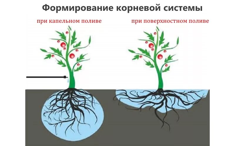 Какой тип корневой системы сформируется если луковицу. Корневая система томатов помидоров. Корневая система помидор глубина. Формирование корневой системы. Растения с поверхностной корневой системой.