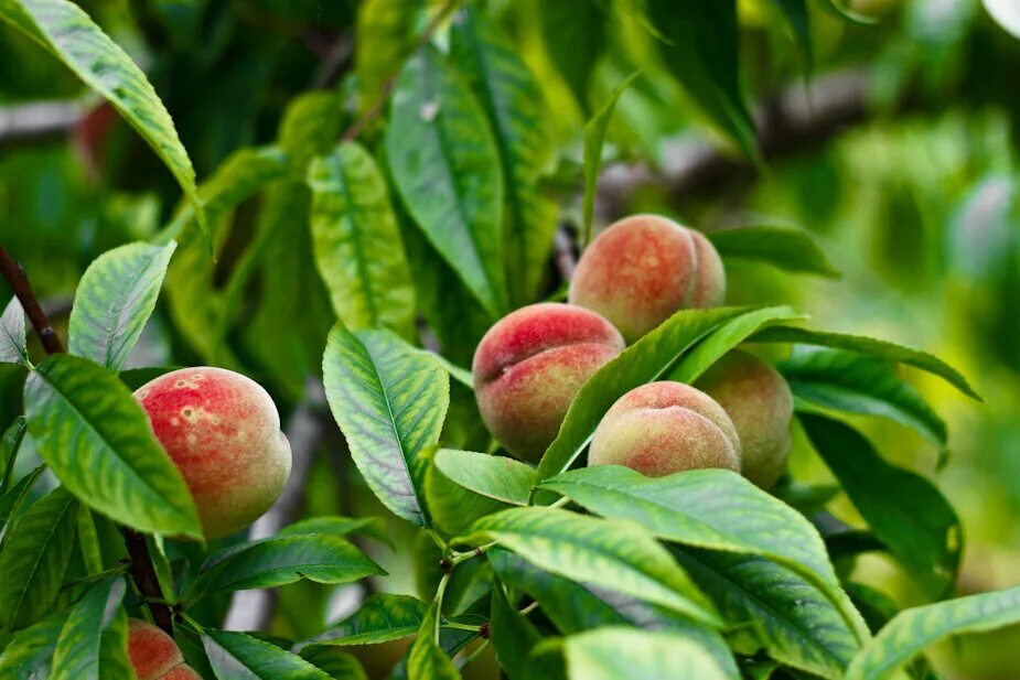 персик северный