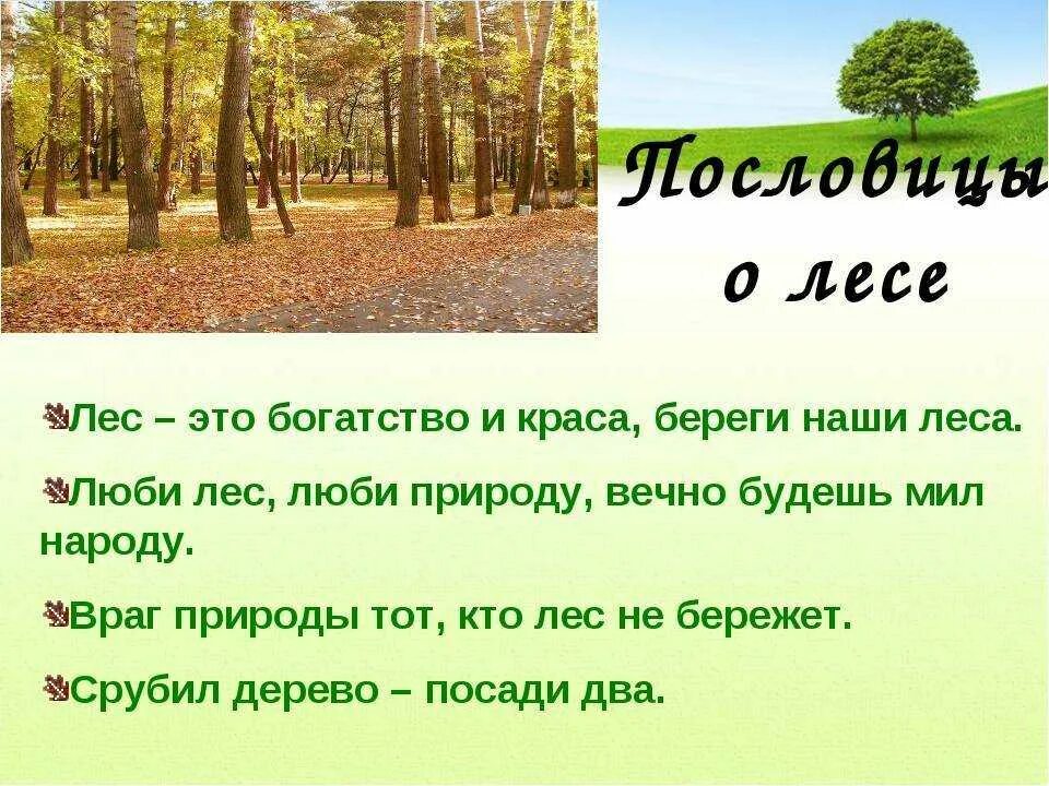 Предложения про край. Пословицы и загадки о лесе. Лес для презентации. Презентация на тему лес. Загадки про лес.