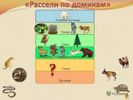 А тундра б смешанные леса