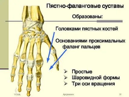 Запястно пястный сустав большого пальца по форме