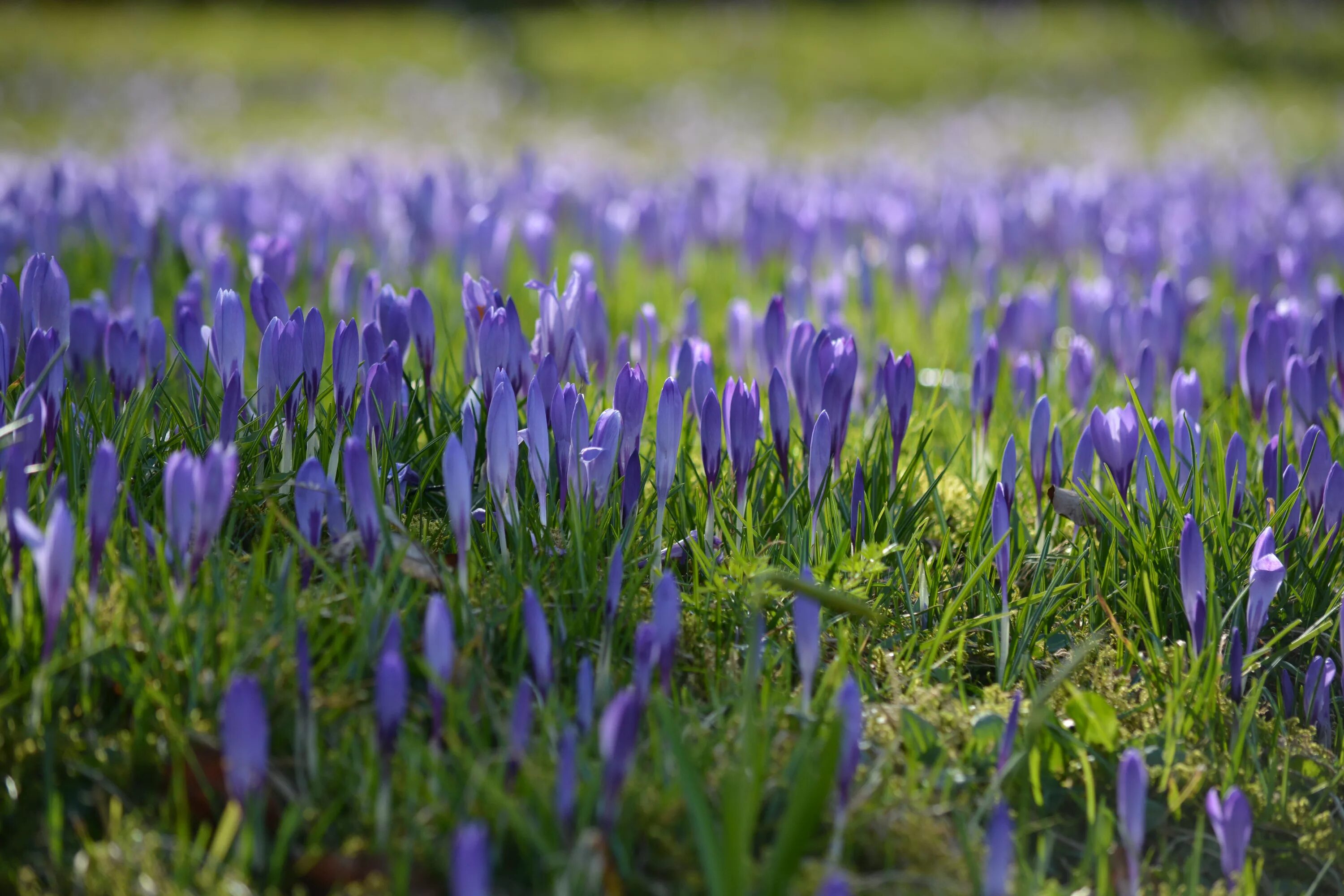 Цвет ранней травы. Первоцветы (подснежники, крокусы, гиацинты).. Первоцветы крокусы. Крокус полевой. Лавандовый Крокус – Lavender Crocus.