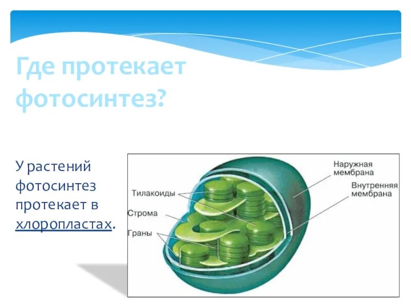 Где протиксет фотосинтез. Где протекает фотосинтез. Где протекает фотосинтез у растений. Фотосинтез в хлоропластах. Уровень организации хлоропласта