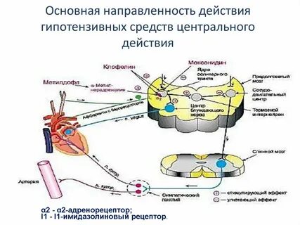 Направленность действия