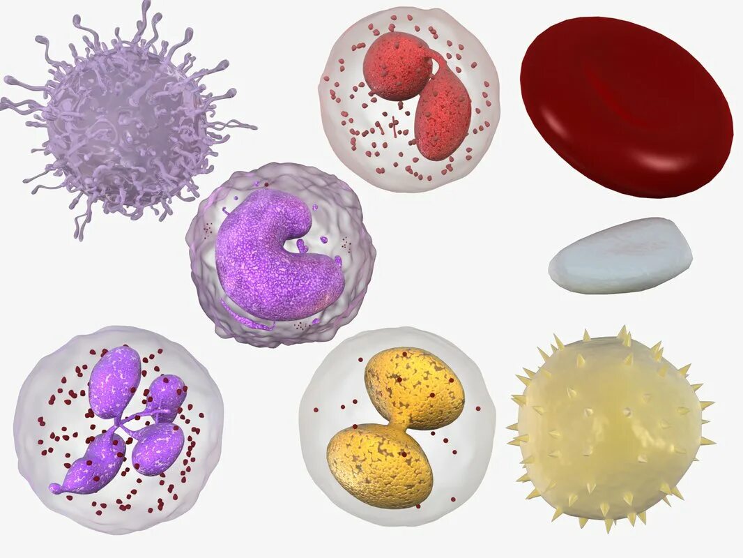 Лейкоциты безъядерные клетки. Полинуклеарные лейкоциты. Лейкоциты белые клетки крови. Клетки крови лейкоциты рисунок. Величина лейкоцитов человека