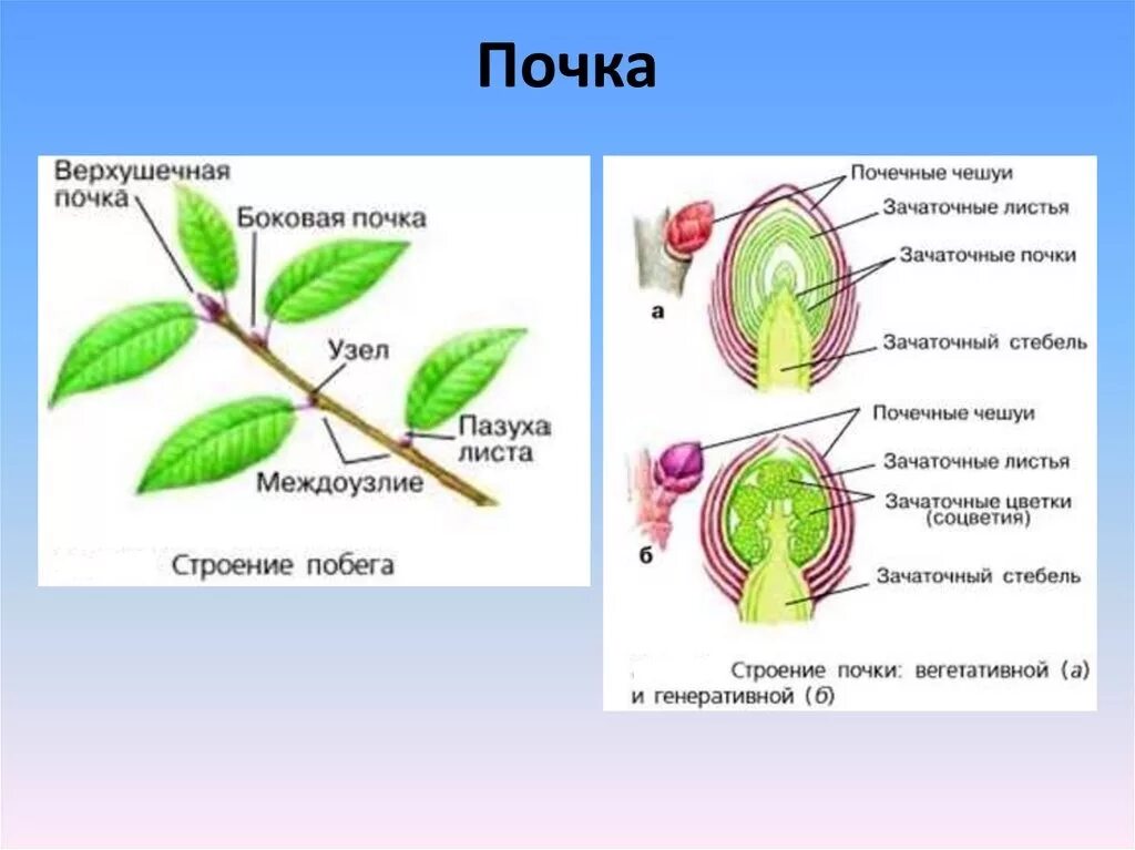 Верхушечные и пазушные почки. Верхушечные и пазушные почки у растения. Внутреннее строение листовой почки. Строение побега ПАЗУШНАЯ почка. Генеративный побег растения