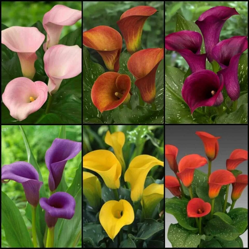 Калл разного цвета. Калла зантедеския zantedeschia aethiopica. калла (зантедеския) микс. zantedeschia odessa калла. антуриум и калла.