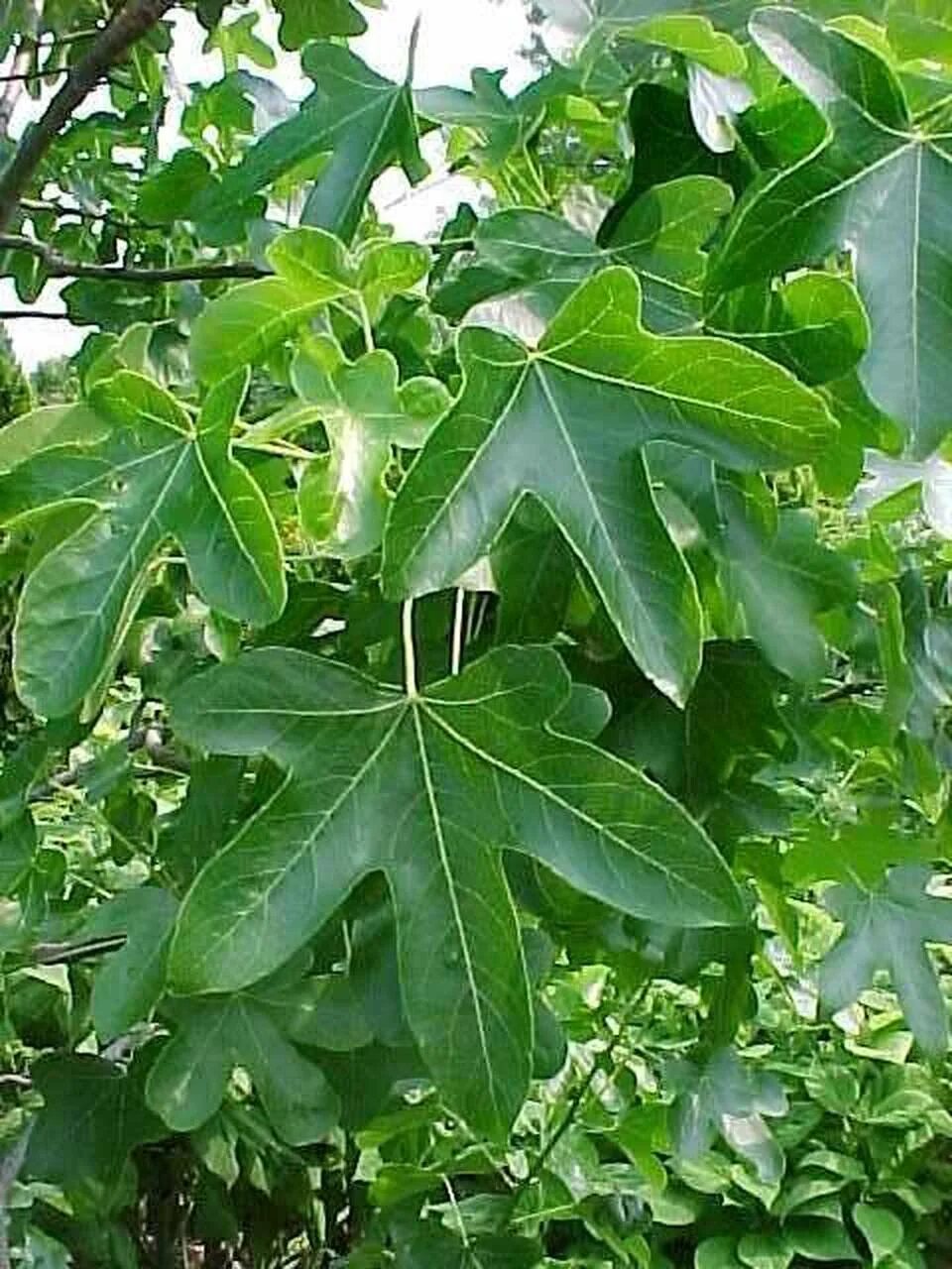 Дерево ликвидамбар Восточный. Стиракс Liquidambar styraciflua. Liquidambar styraciflua 'Rotundiloba'. Ликвидамбр и Платан. Brunozamp s foliage