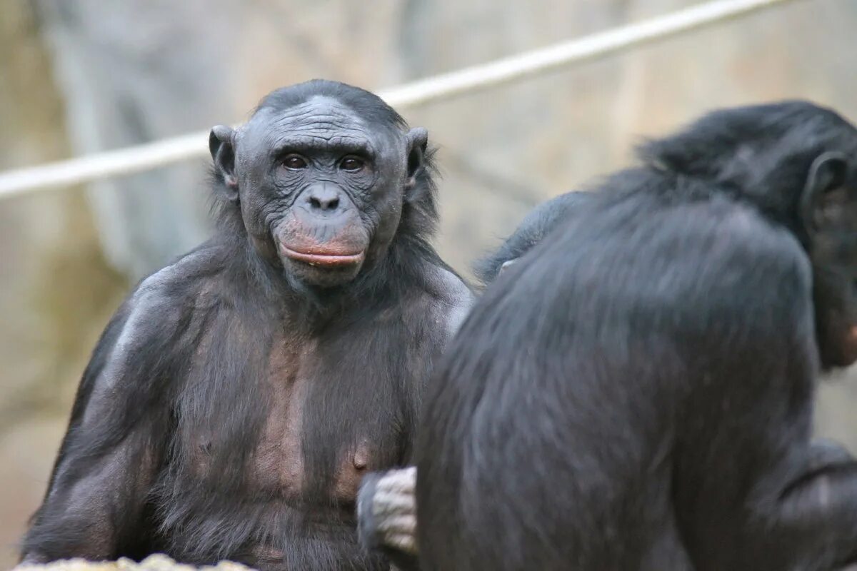 Самая человекообразная обезьяна. Бонобо обезьяна. Бонобо Канзи. Бонобо (2014). Бонобо человекообразные обезьяны.