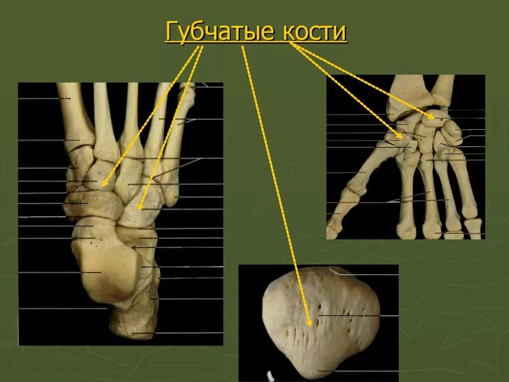 Губчатые кости заполнены. Губчатые кости запястья и трубчатые. Губчатый. Короткая губчатая кость. Короткие губчатые кости.