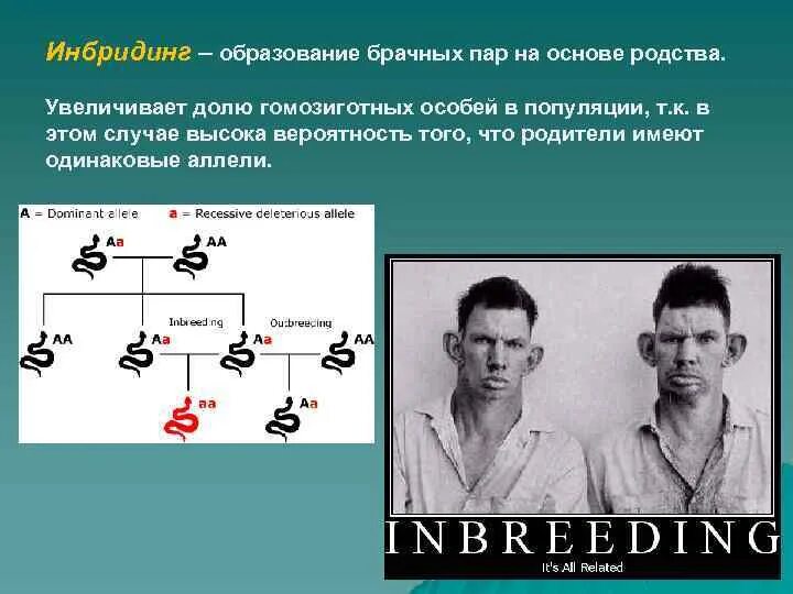 Рассчитайте частоту гомозигот. Инбридинг. Инбридинг генетика. Инбридинг близкородственное скрещивание. Инбридинг в селекции.