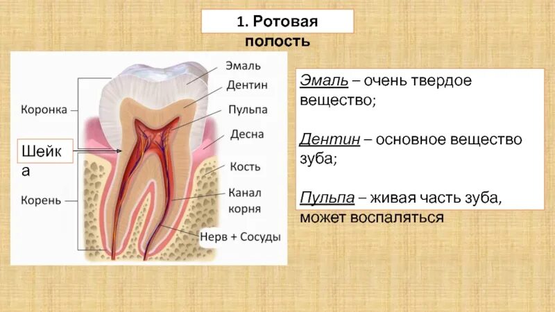 Строение зуба эмаль дентин. Строение зуба человека эмаль пульпа. Зуб эмаль дентин пульпа. Какую функцию выполняет зуб человека