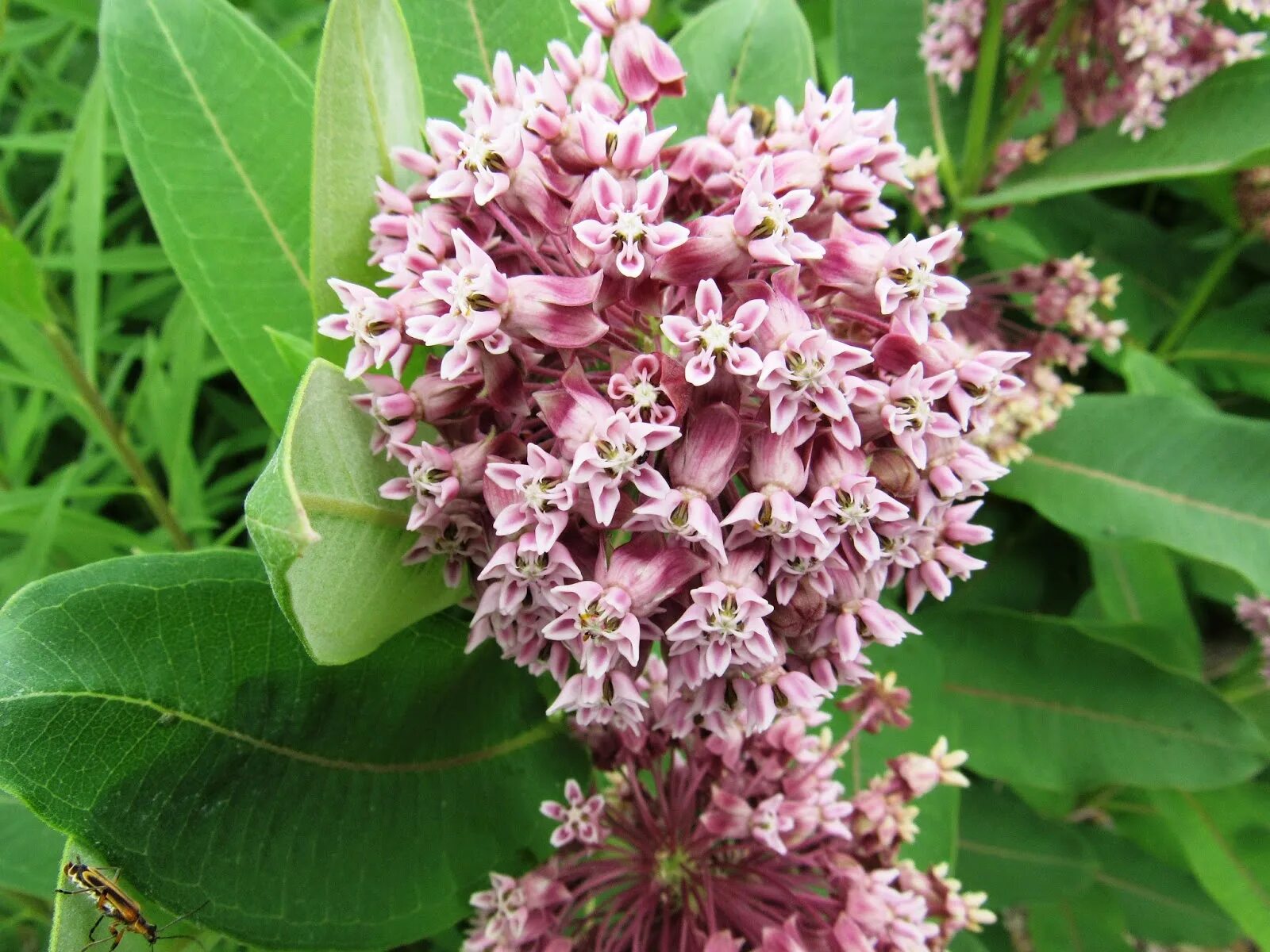 Milkweed Plant. Milkweed Insulation. Коммон растение. RDO Milkweed location.