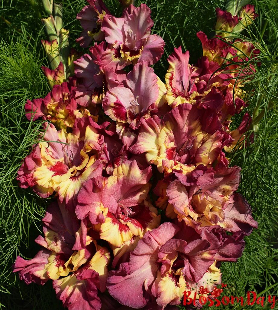 гладиолусы смесь раффл. семена почтой гладиолусы. гладиолус вувузела раффл. луковичные растения гладиолусы. семена луковичных цветов.