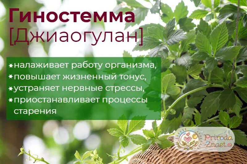 Гиностемма Джиаогулан. Джиаогулан (гиностемма пятилистная). Джиаогулан трава бессмертия. Гиностемма что это такое растение.