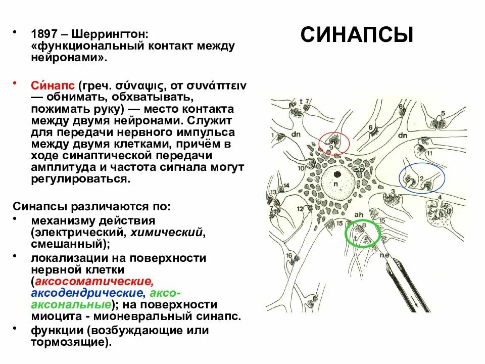 Роль синапсов в цнс. Типы синапсов. классификация синапсов в цнс. синапсы цнс физиология. классификация синапсов физиология.