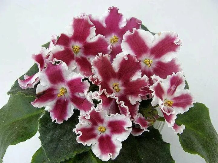 См ай да костя фиалка. См-ай да костя. Фиалка костя. Сенполия ае млечный путь. Сенполия млечный путь.