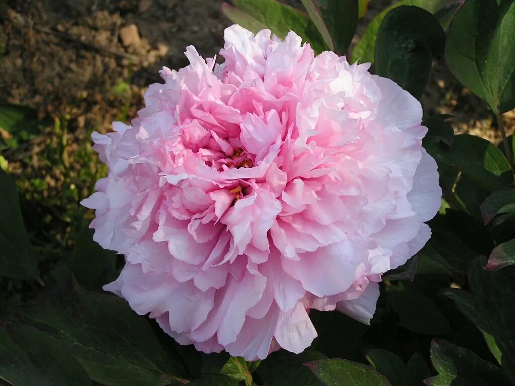 Madame de tiny играть