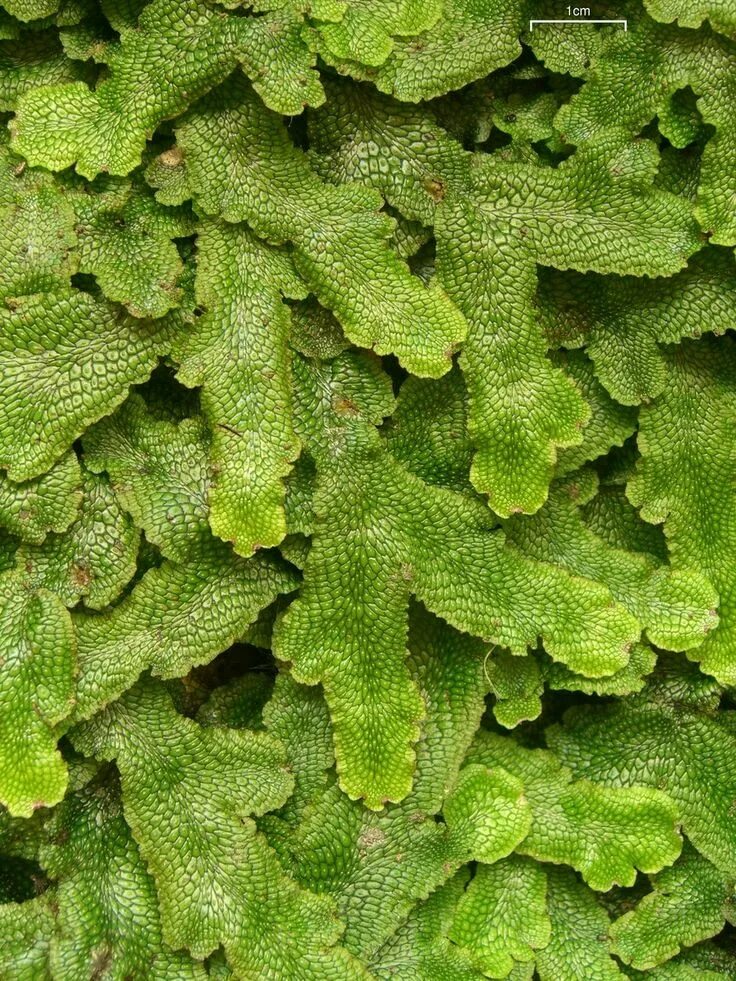 Dry plants. Liverwort. Marchantiales. Ущелье мох. Фиалка зеленый мох.