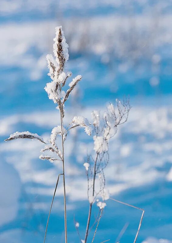 белоснежная зима. пушистая зима. зима снежинки. зимняя снежность. снег пушистый нежный нежный.