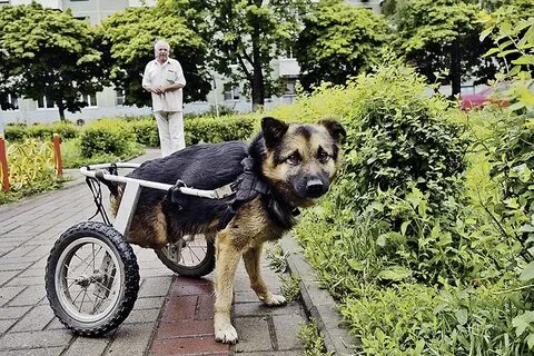 Собака инвалид