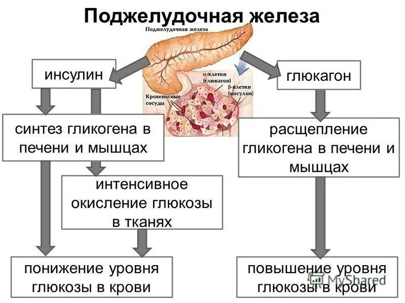 Гормоны выделяемые поджелудочной железой регулируют. Поджелудочная железа синтез гликогена. схема поджелудочная железа инсулин. гормон поджелудочной железы инсулин функции. поджелудочная железа синтез гликогена схема.