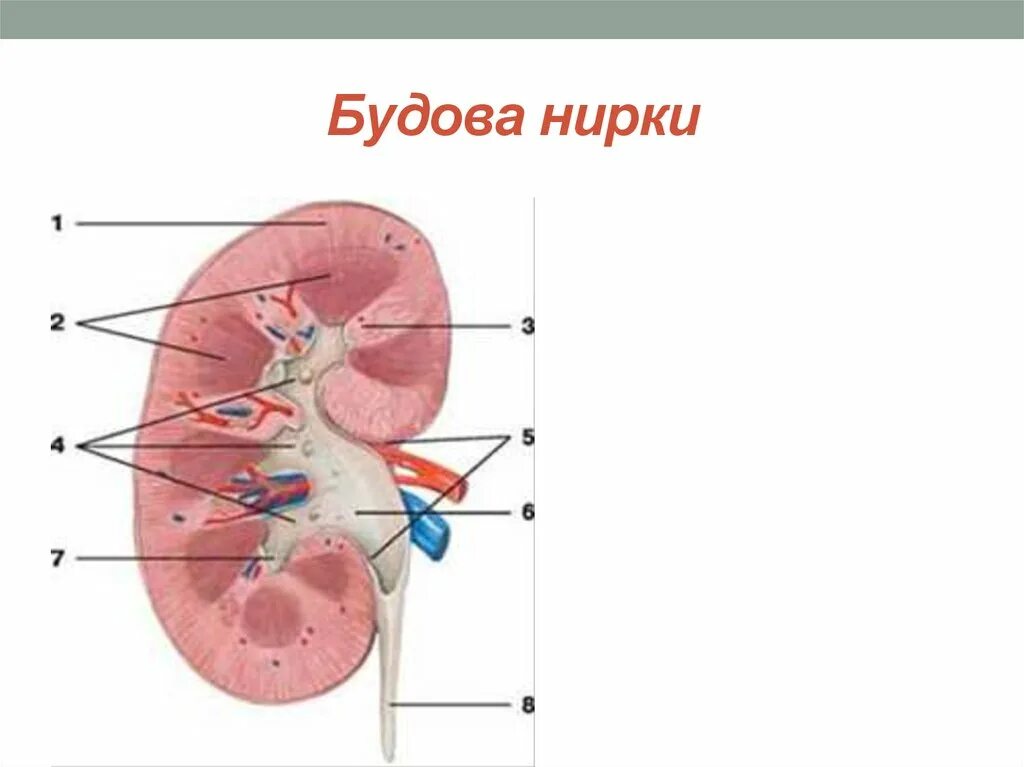 Лоханка латынь. Строение правой почки фронтальный разрез. Структура ЧЛС почек. Строение почки в разрезе анатомия. Почечная лоханка строение анатомия.