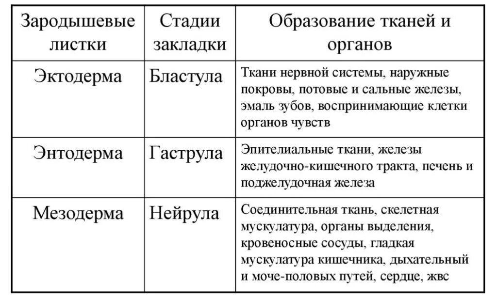 Из эктодермы происходит. Из эктодермы происходит