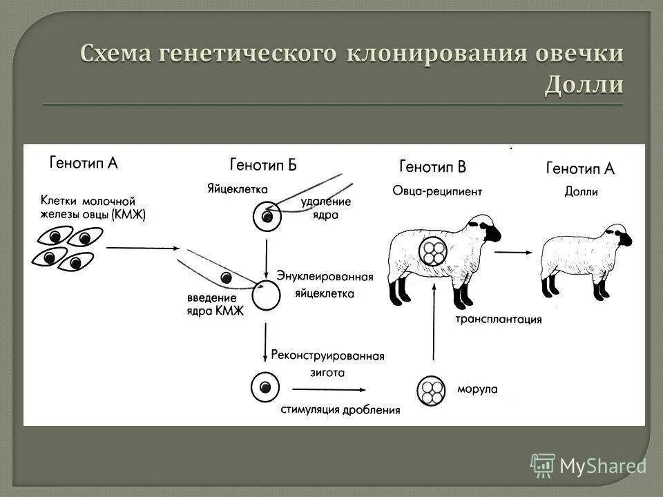 Клонирование млекопитающих животных. Схема генетического клонирования овцы долли. клонирование овечки долли доклад. схема получения овечки долли. клеточная инженерия овечка долли.